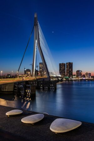 De zwaan Rotterdam foto kopen aan de muur