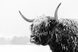 Natuurfoto kopen winter zwart-wit hout