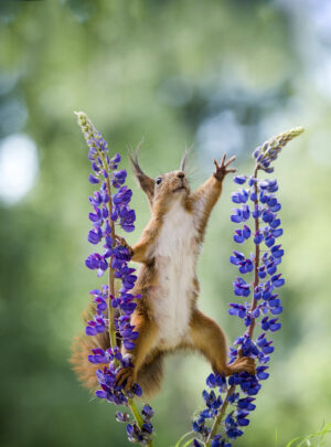 schattige eekhoorn actiefoto natuur te koop
