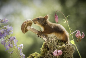 natuurfoto eekhoorns schattig schilderij afdrukken goedkoop printen hout