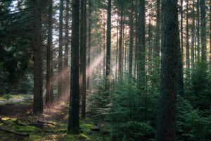 natuurfoto uniek bos foto te koop goedkoop van kwaliteit