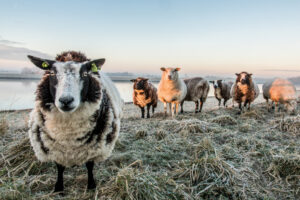 plexiglas afbeelding bedrukken van schapen op de foto in een weiland voor jouw huis